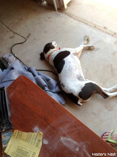 Jack keeping me company - NN