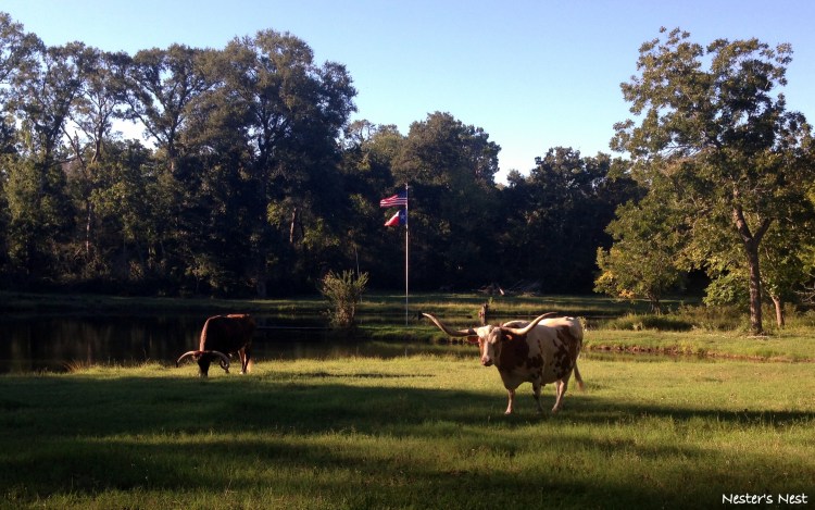 Longhorns at Farm - NN